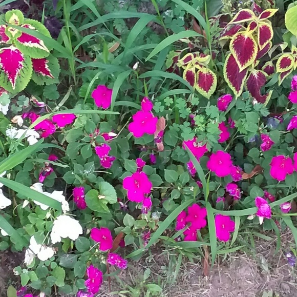 Meet your Posher, Susan - Picture 4 of 6